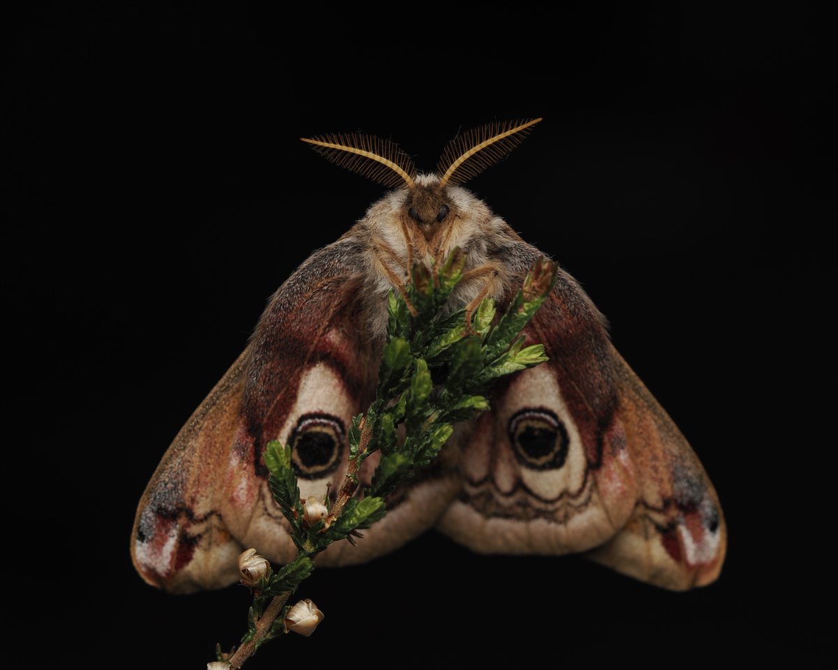 Butterfly Conservation 🦋 tweet media