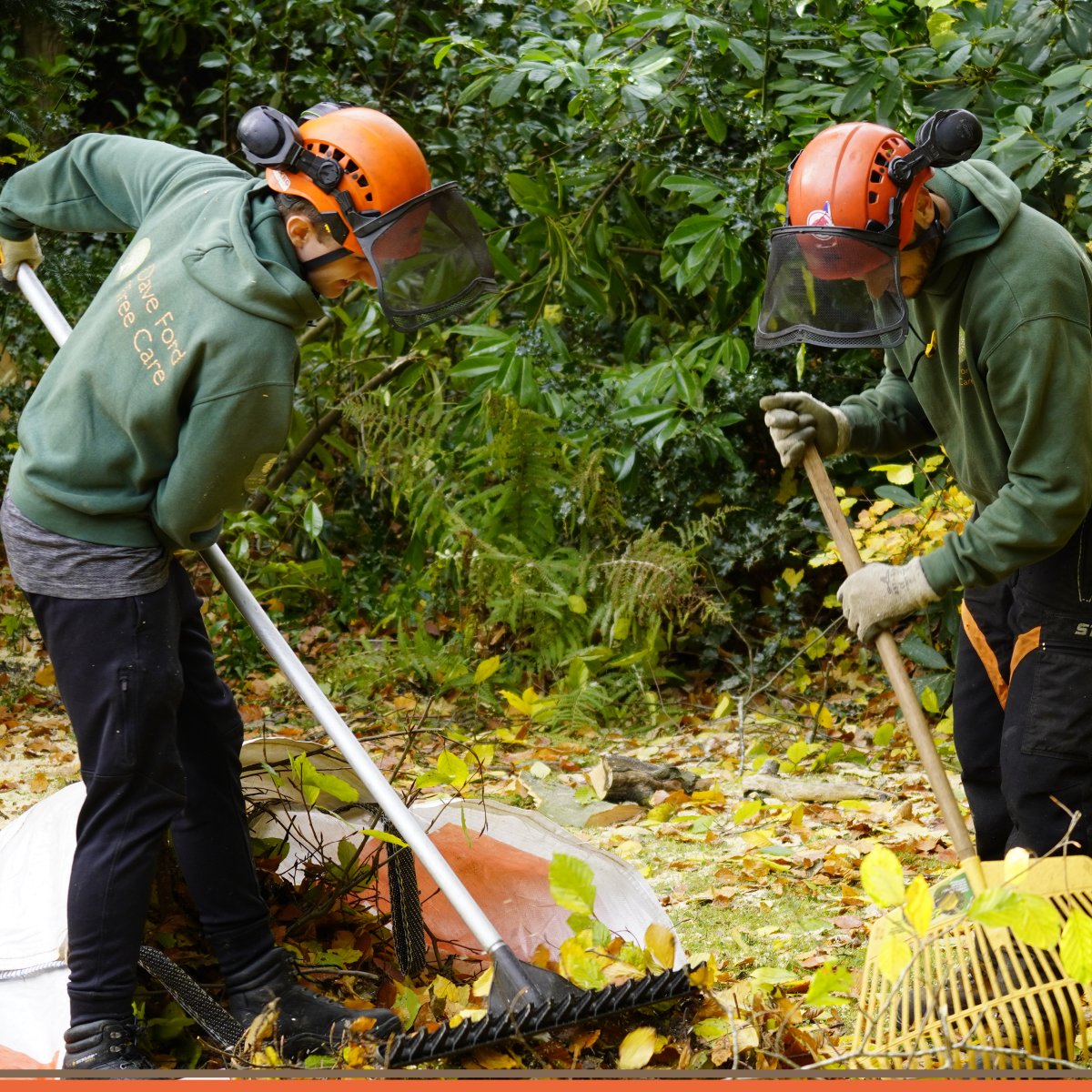 Dave Ford Tree Care tweet media