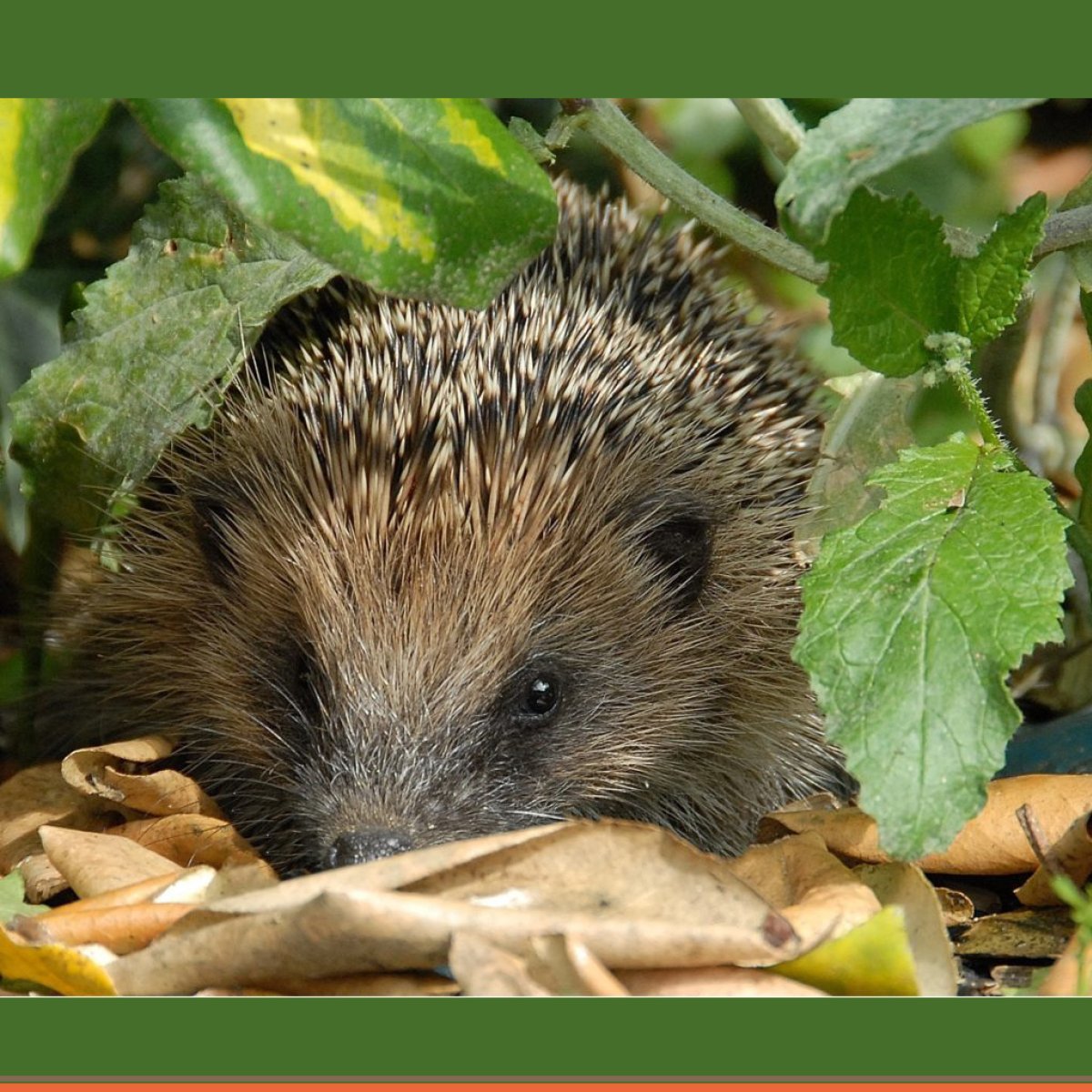 Dave Ford Tree Care tweet media