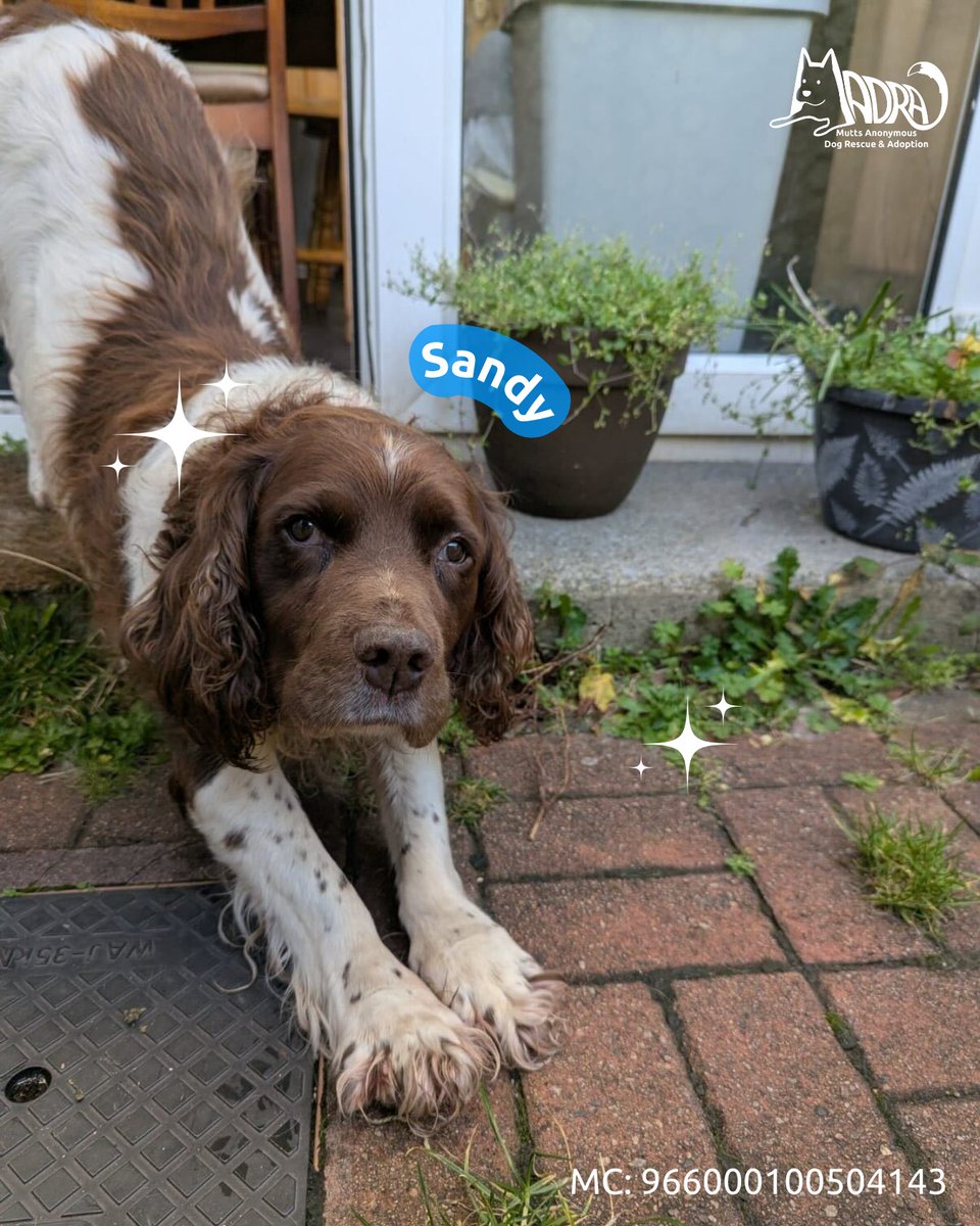 Sandy is 12 and still waiting. 💔

He’s a gentle, quiet boy who loves his daily walks and the comfort of a calm home. After being found injured and alone, he’s healed physically, but what he needs now is a place to rest, feel safe and belong.

📌Adopt Sandy, link in bio
#MADRA
