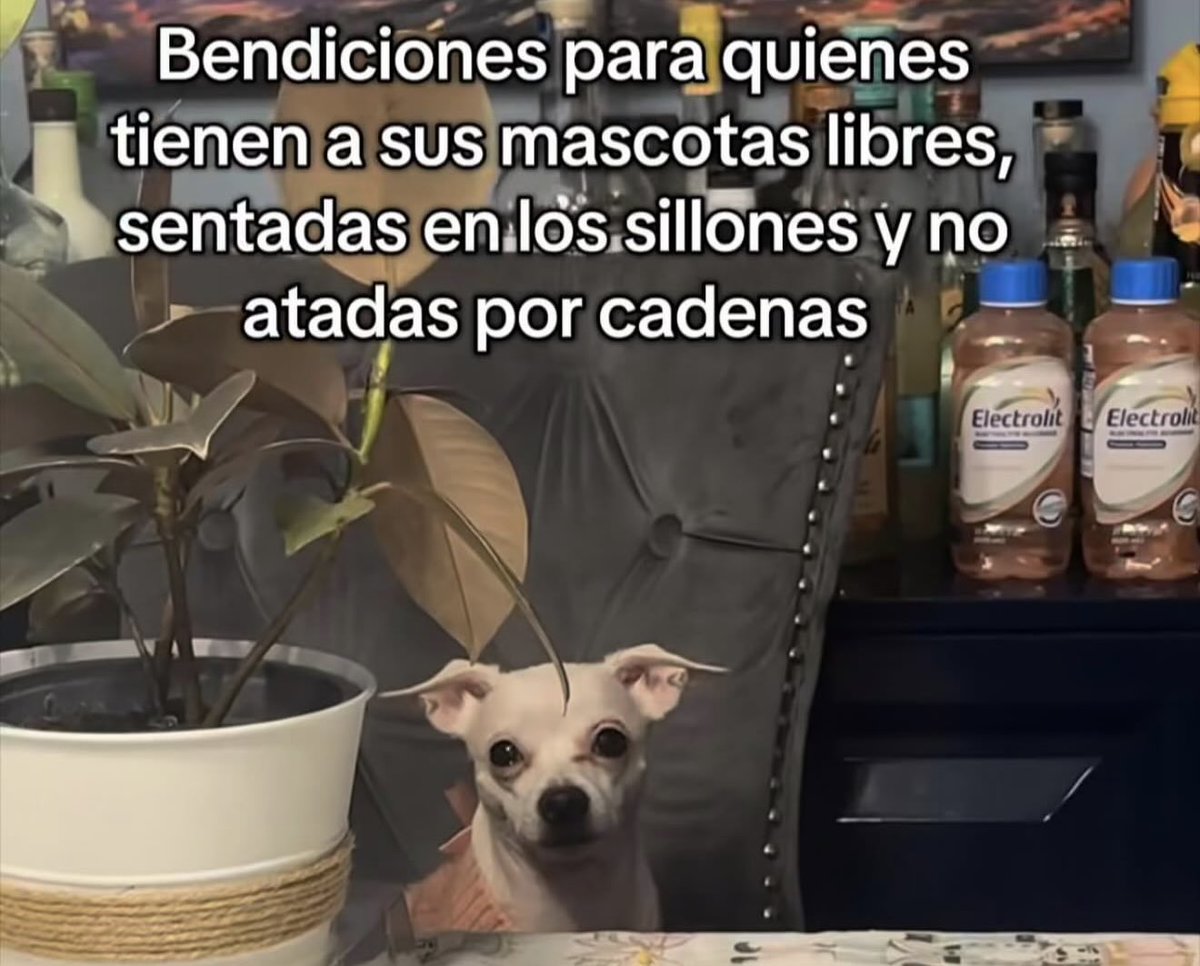 Dilo con perritos tweet media