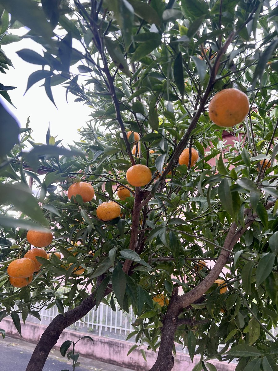 Travelin' Fools tweet media