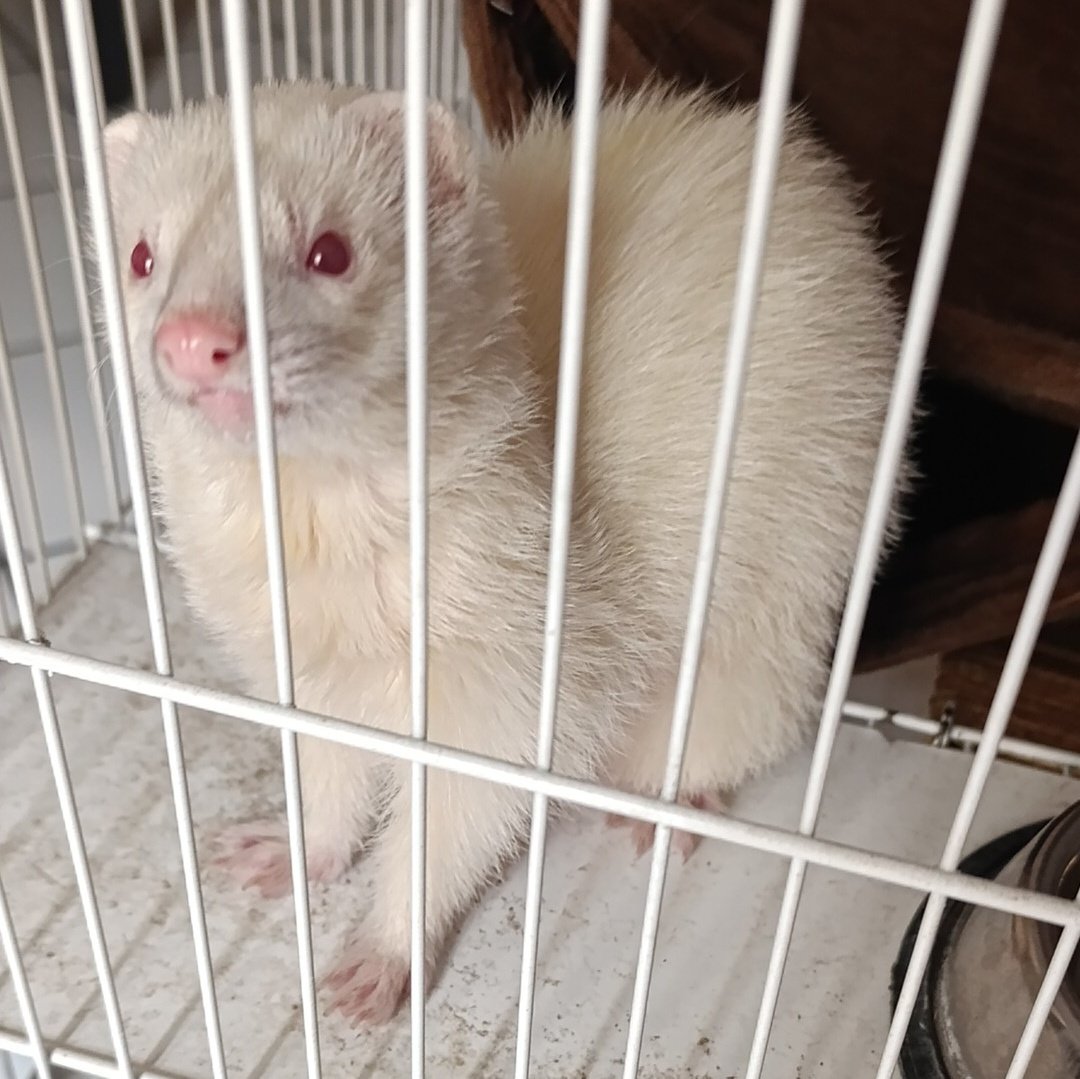 Nueva integrante de la familia