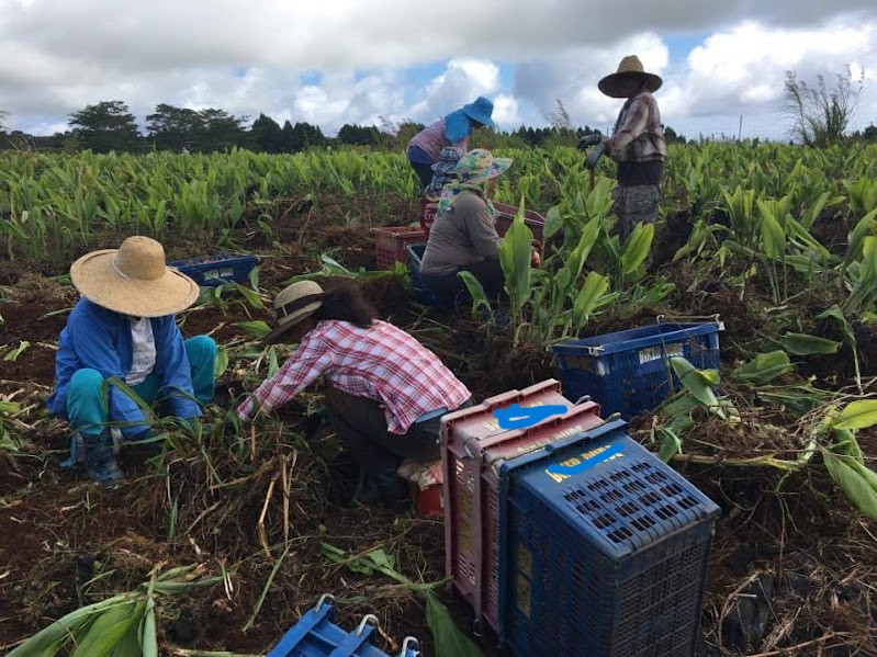usginger's tweet image. Harvesting root crops - ginger &amp;amp; turmeric, they're totally labor intensive. @grok And the ones in Asia are being frozen once harvested but not the ones in Hawaii.