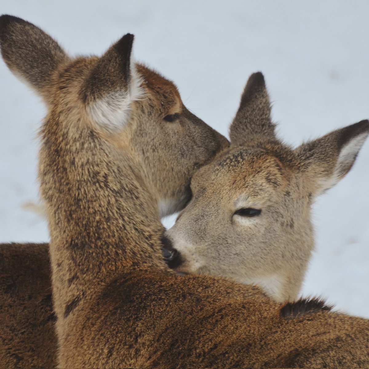 Zenith the Deer tweet media