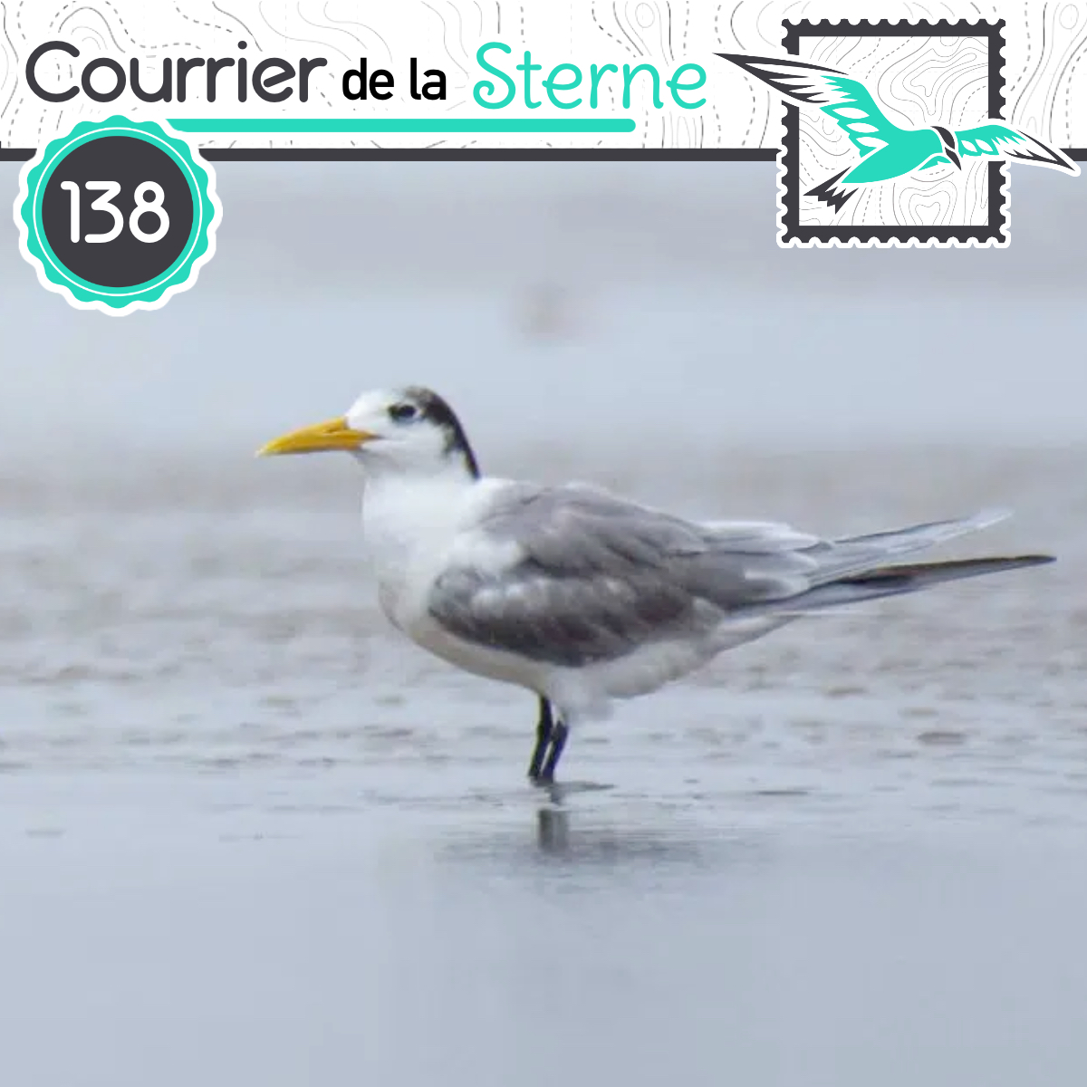 podCDLS's tweet image. Le podcast 100% oiseaux est de retour en 2026 pour un épisode parlant...de la Sterne, enfin  ! Et on parle aussi pour la première fois du Tinamou !!

Bonne écoute à tous et toutes !! 🪶🦉

youtu.be/On-frXjNwlI

tinyurl.com/4ba4satf