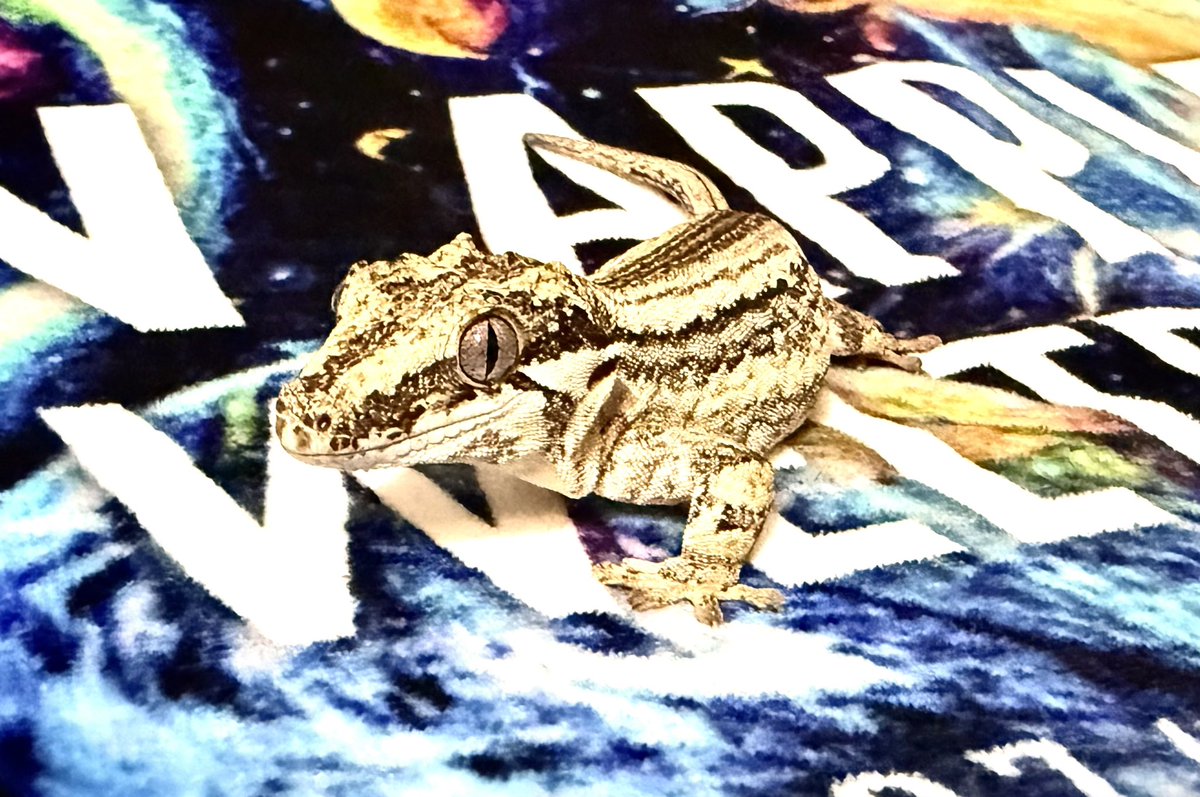 Rose_LD@ ⋆*❁*⋆ฺ。*🥀 tweet media