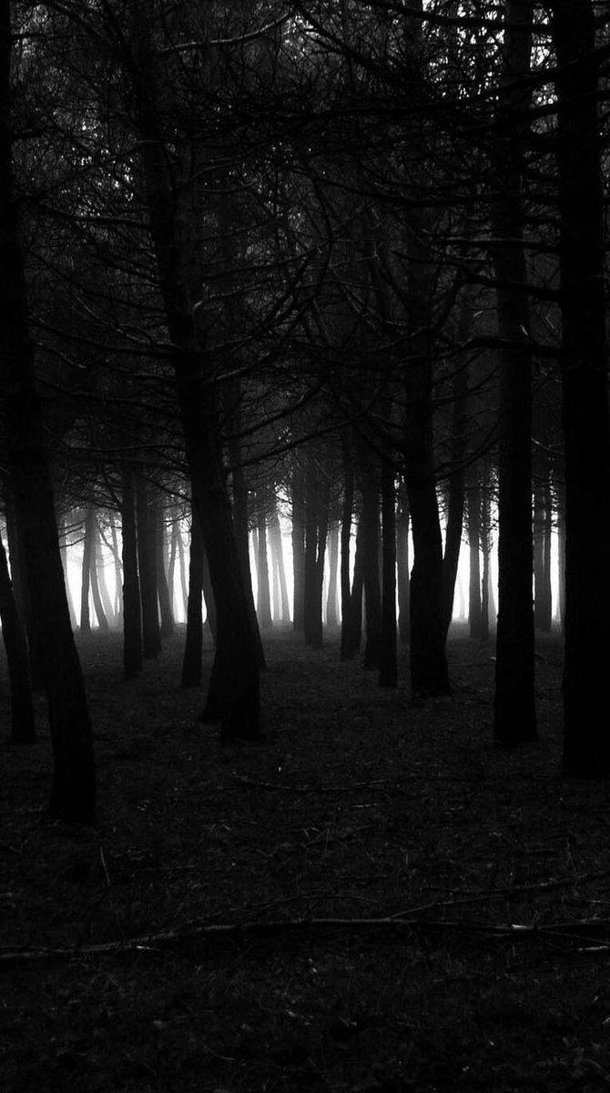 NIN75_'s tweet image. At the edge of the forest.......
