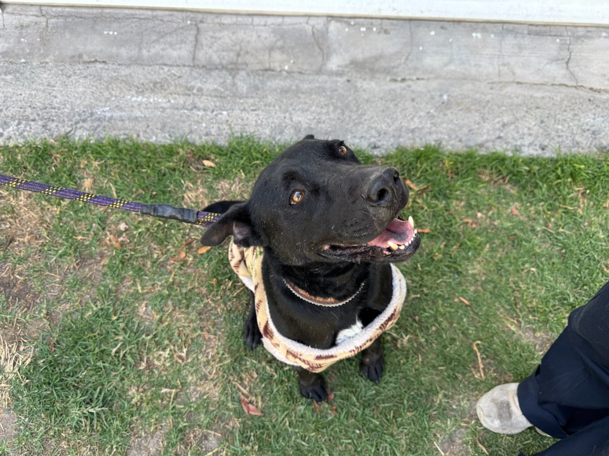 MetroCDMX's tweet image. Actualmente, el @ctcdelmetro tiene 40 huéspedes, que son atendidos, alimentados y protegidos por todo el personal que ahí labora y esperan contar con la misma suerte de sus compañeros y ser adoptados. #AdoptaNoCompres