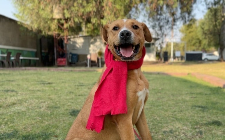 MetroCDMX's tweet image. Actualmente, el @ctcdelmetro tiene 40 huéspedes, que son atendidos, alimentados y protegidos por todo el personal que ahí labora y esperan contar con la misma suerte de sus compañeros y ser adoptados. #AdoptaNoCompres