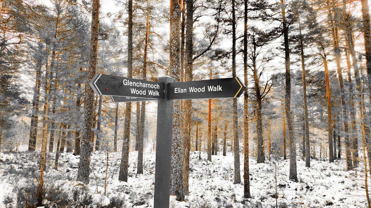 Astrid16318158's tweet photo. EllanWoodWalk #RiversideWalk #GlencharnochWoodWalk #CarrBridge https://t.co/dIKoFPmJvw