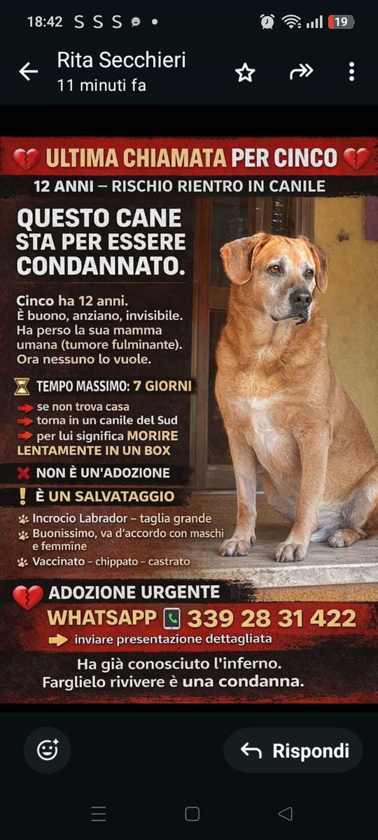 Emilystellaemi2's tweet image. CONDIVIDIAMO IL PIÙ POSSIBILE. HA PERSO LA SUA MAMMA UMANA, NESSUNO LO VUOLE. SE NON TROVA ADOZIONE, FINIRÀ IN CANILE 🆘🙏🤗
whatsapp 339 28 31 422
Grazie 🆘🙏❤️