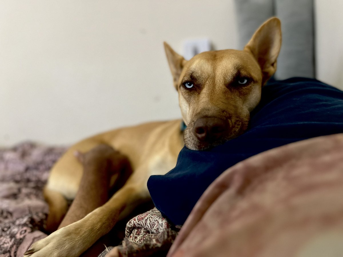 When someone uses the Force to prevent you from getting up to work on your next video. #starwarsyoutube #videoupcoming #forcesensitivedog