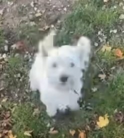 REWARD FOR JOY'S SAFE RETURN- NO QUESTIONS ASKED - £2,000
JOY is still not home.
Evidence shows she was stolen.
We are close to tracking her down.
If she is brought home safe and well, there will be no further action.                  
#TooHotToHandle #Chelmsford #Essex #CM1