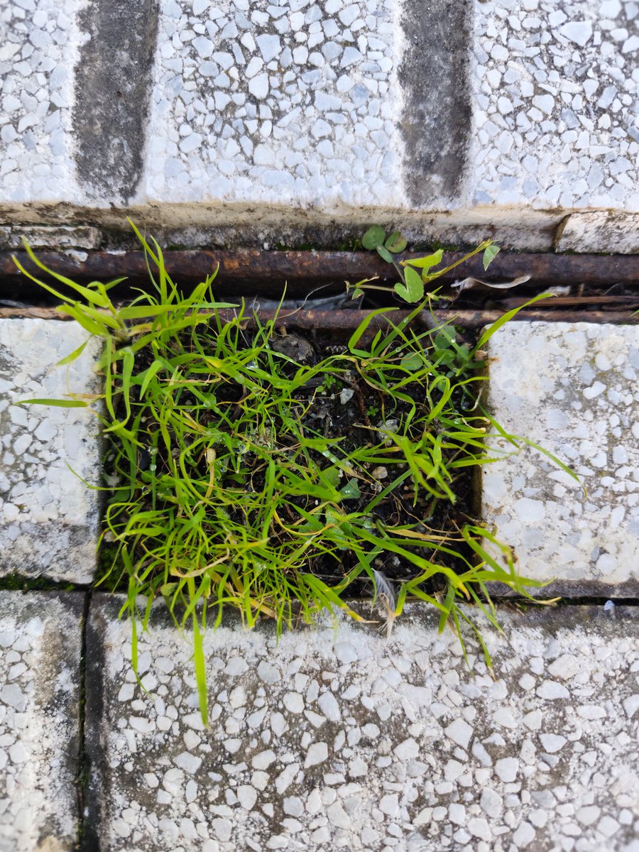Nunca olvides que debajo del cemento sigue estando el bosque. 💚🌳🌾