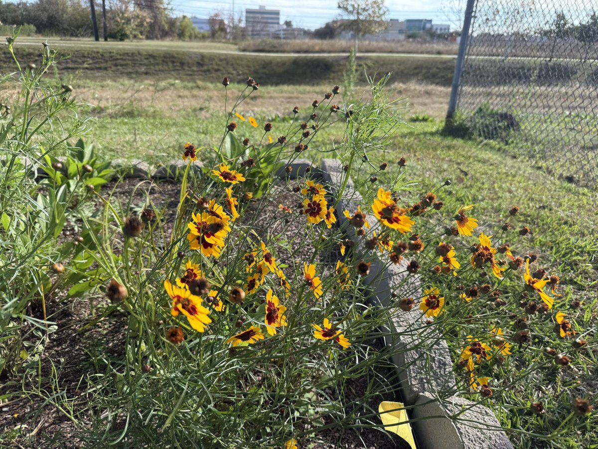 Tommy Wan tweet media