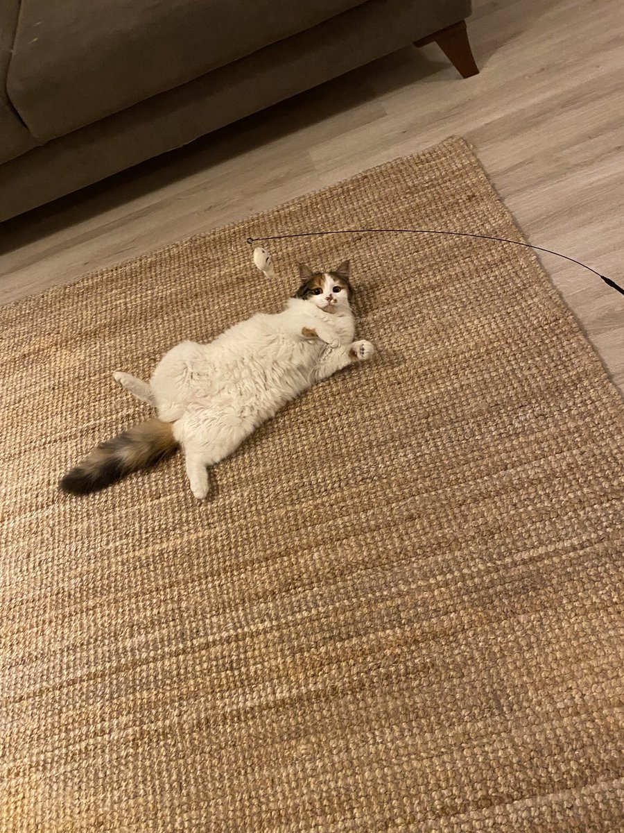 Arkadaşlar kış günü dedim  içeri aldım yayıldı bu eve 🤣
Kalk kız yuva bul kendine diyorum oralı değil…
İş başa düştü, yuvasını arayalım mı 🙏🏻
Dişi 4 aylık kuş gibi ötüyor ve acayip akıllı 🥰 pofuduk bir can parçası.
İsmi Çiçek 🌼
<a href="/Badiko_/">Badiko</a>  <a href="/cattingwoman/">animallover</a> 
<a href="/patiarkadas/">Pati Arkadaş</a>