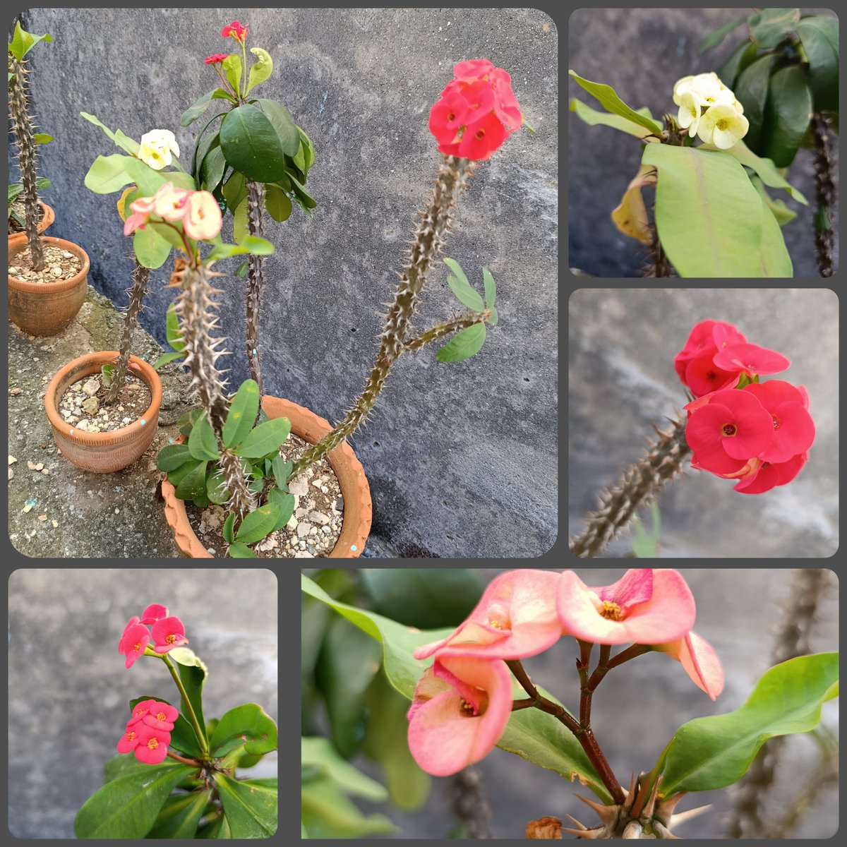 Mis Coronas de Cristo