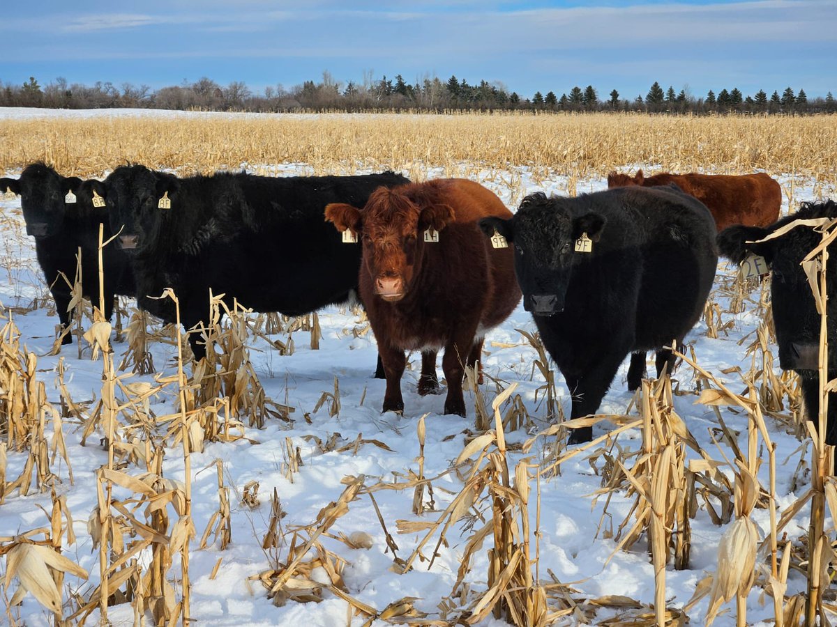 If you don’t spend much time on a farm, you may not have known the government was in the process of changing Canada’s livestock traceability system.

It would have been a massive bureaucratic overreach, costing Canadian farmers and ranchers a fortune in added paperwork, reporting
