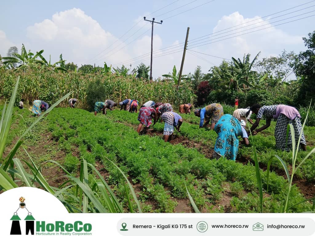 HoReCo_Rw's tweet photo. Under the YEA-R Project, funded by @MastercardFdn through @SNVRwanda and implemented by @HoReCo_Rw and other consortium partners, our Youth in Agriculture Officers (YAOs) in @MusanzeDistrict (Gataraga and Kimonyi Sectors) successfully implemented key field activities this week.

These activities included weeding and fertilizer application on carrots and French beans; planting of cabbage and broccoli; integrated pest and disease management across vegetable crops; cucumber trellising; and the continued promotion of a savings culture among participants to support sustainable agribusiness development.