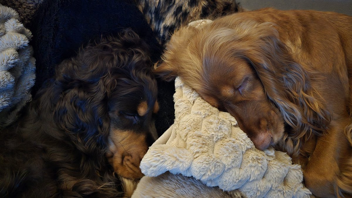 Pokaż mi, jak traktujesz zwierzęta a powiem ci ,kim jesteś.
Miłość do zwierząt jest tak ściśle związana z dobrocią charakteru, że można z pełnym przekonaniem powiedzieć, kto jest okrutny wobec zwierząt, nie może być dobrym człowiekiem "
Artur Schopenhauer
Moje ♥️♥️