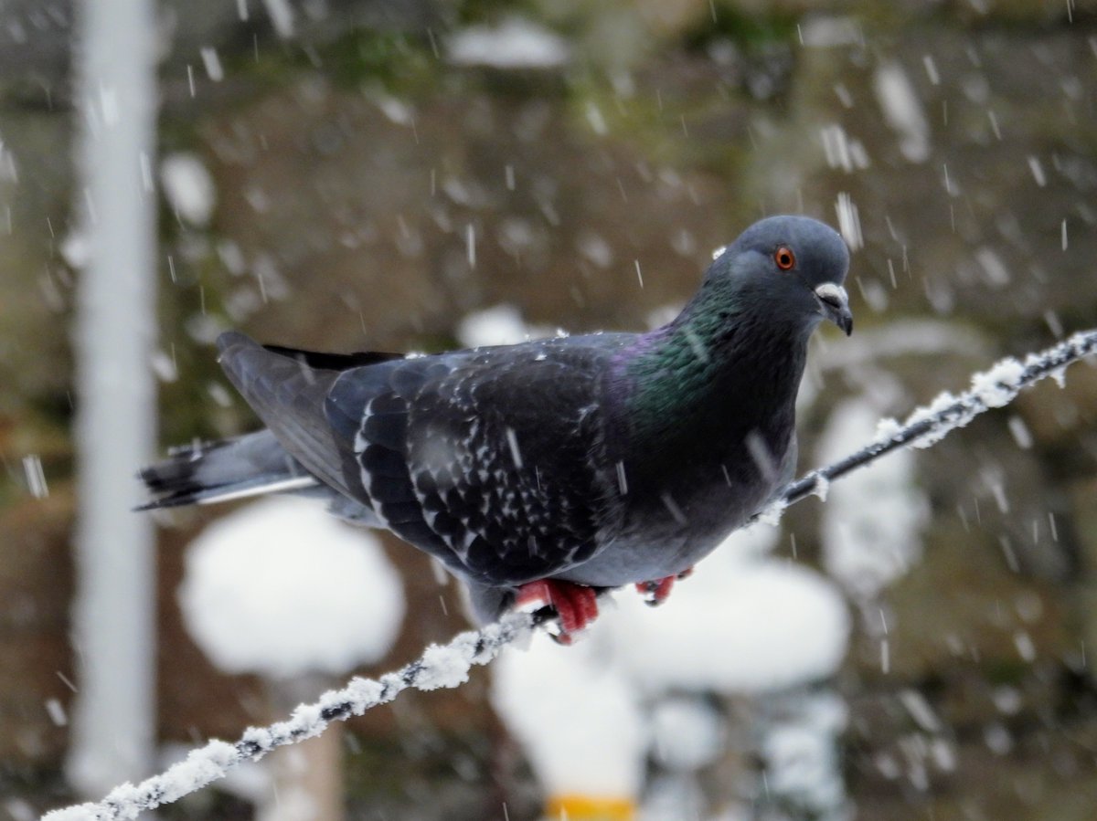 Pigeon, 05 Jan '26.