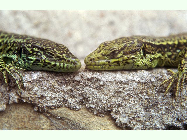 Animalandia tweet media