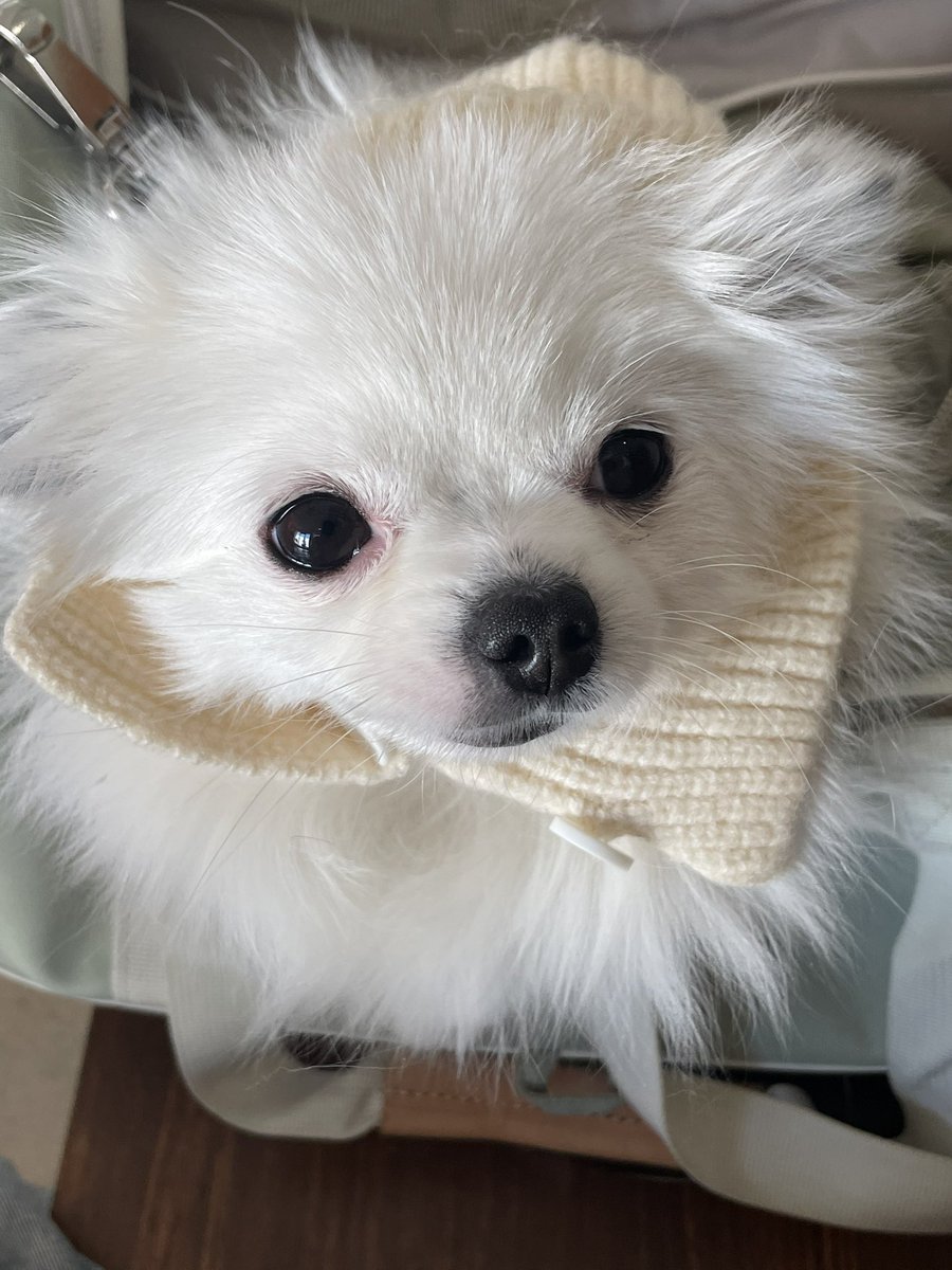 강아지가 납작해졋어요 어떡하죠