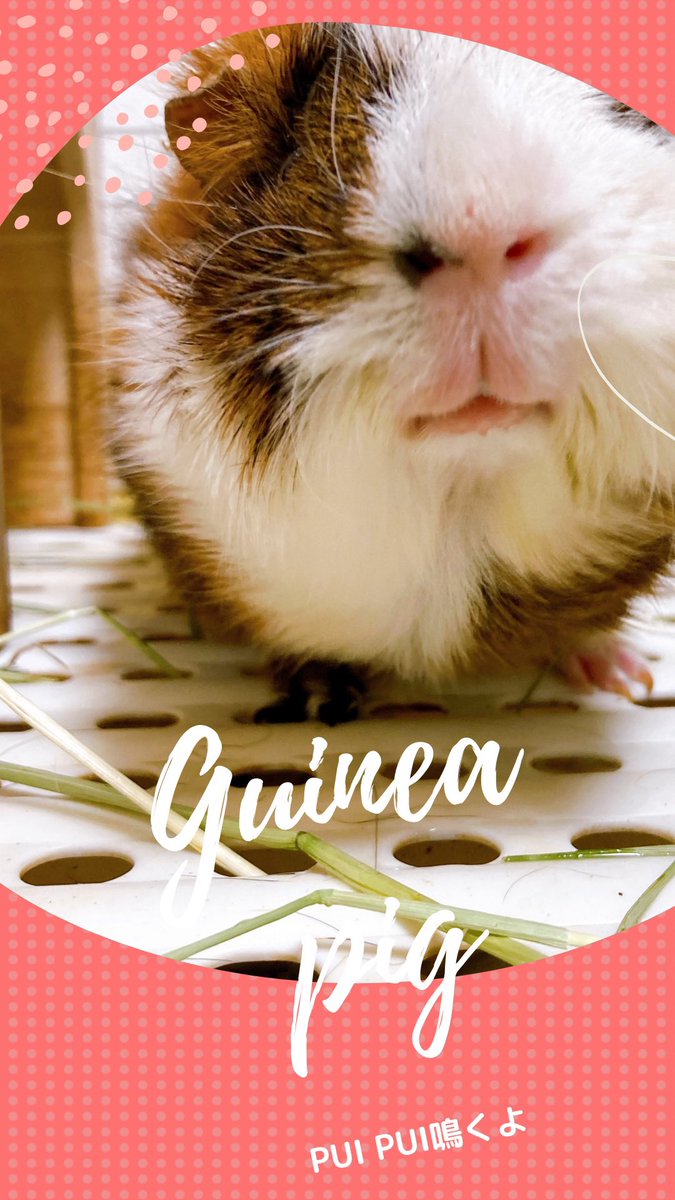 3dm_okan's tweet image. もる吉のチャームポイントは鼻ブチ

 #TLにモルモットのドアップ画像をあげて人々を幸せにしよう計画