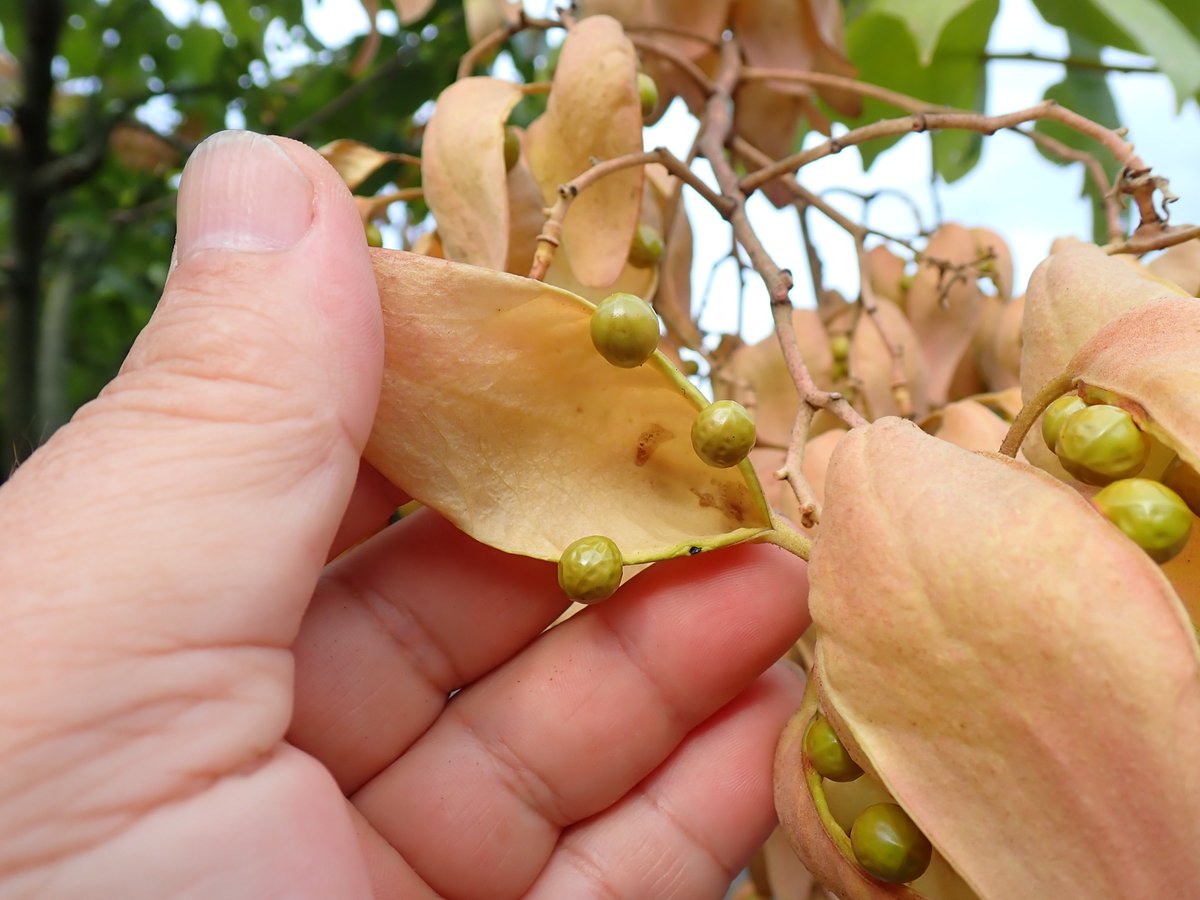 はるきち (@komuneko_) / Posts / X