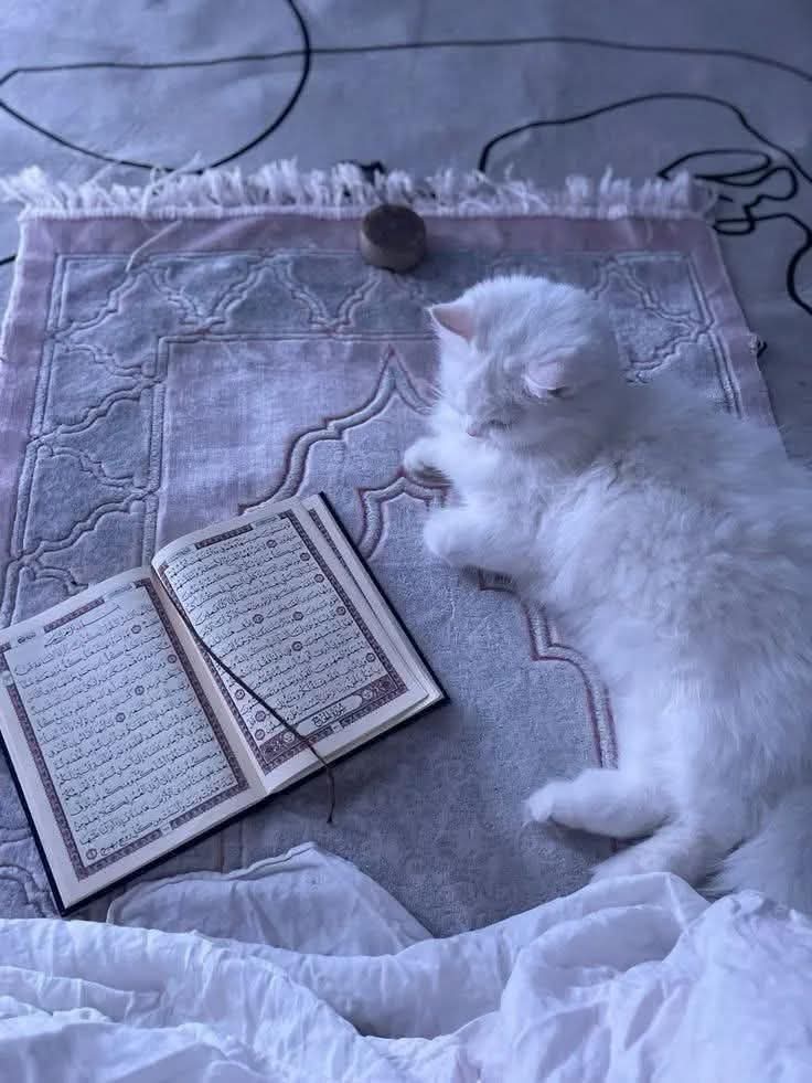 ˹This is˺ a blessed Book which We have revealed to you ˹O Prophet˺ so that they may contemplate its verses, and people of reason may be mindful.

( Quran 38:29 )