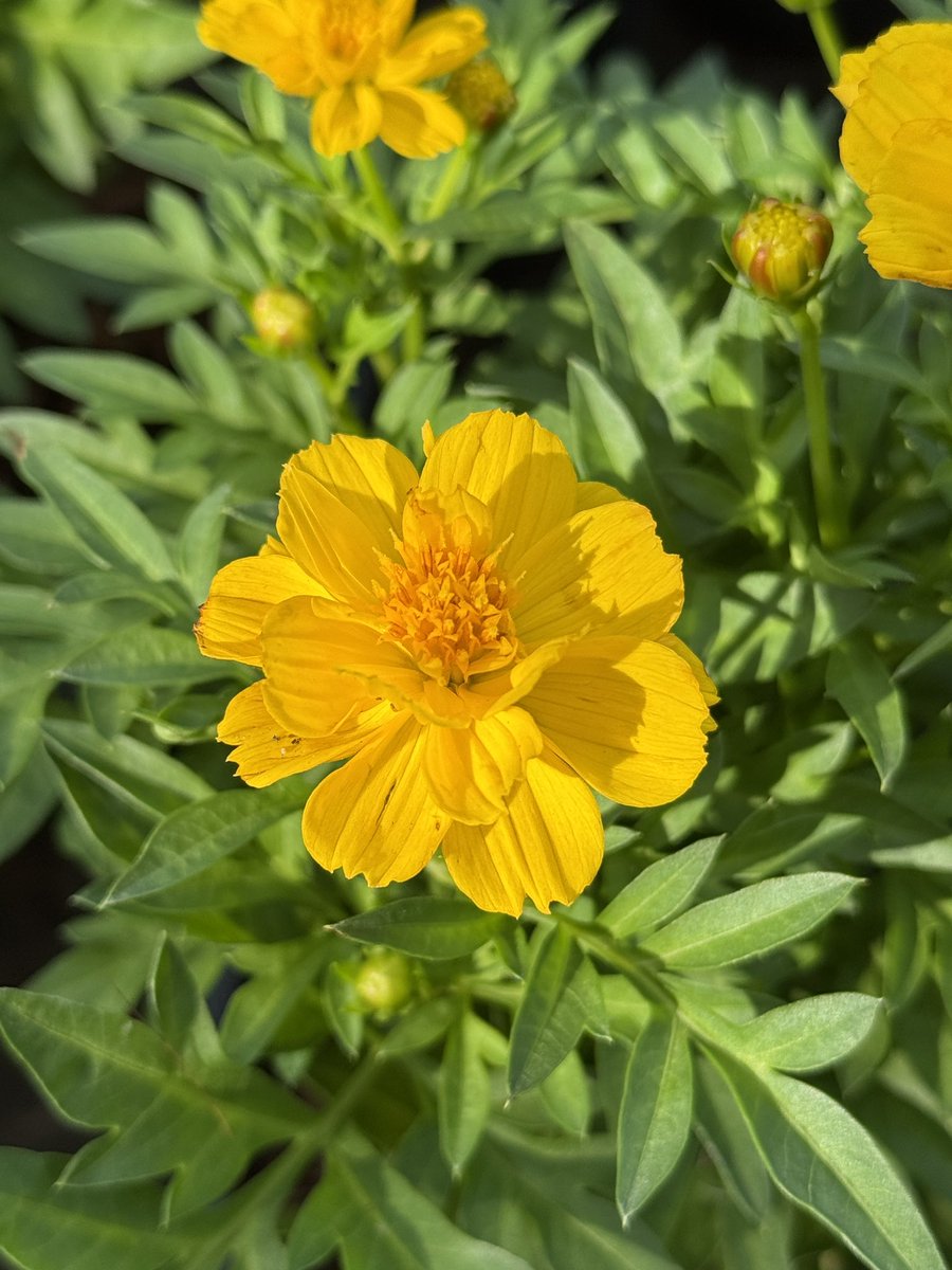 สดชื่น สดใส แก้เครียดกันค่ะ 🌼