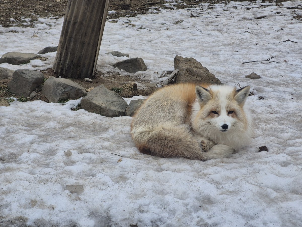 宮城蔵王キツネ村(公式)🦊 (@kon_fox_village) / Posts / X