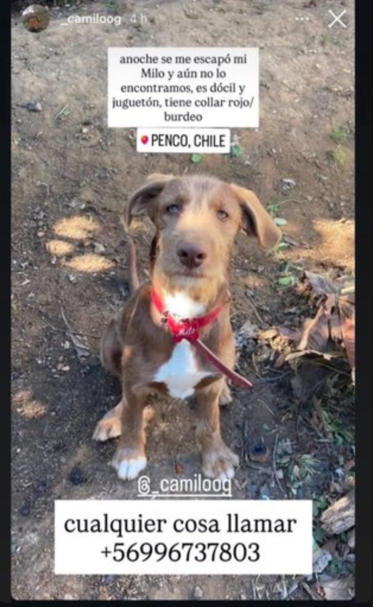 🔴🐕 Milo está perdido desde ayer cuando inició el incendio. Si alguien tiene información llamar al celular de la publicación. Favor RT #IncendiosForestales #Biobio #Lirquen #Penco #Palomares