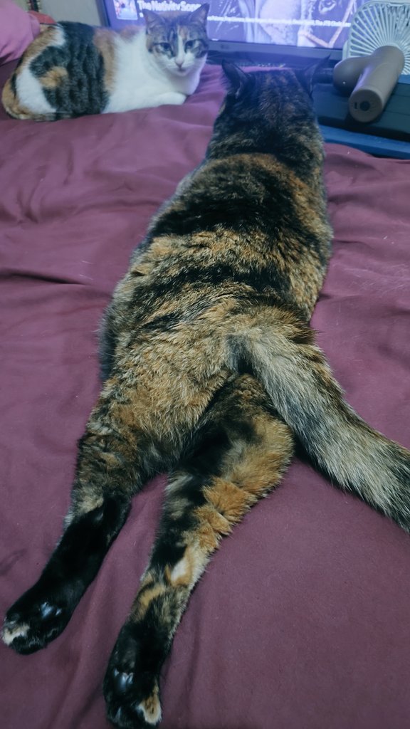 Enjoying Monday be like #サビ猫