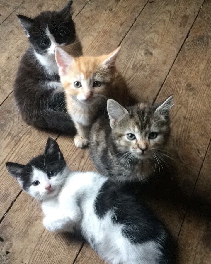 กลูต้าสตอรี่รับเลี้ยงแมวเพิ่มอีกสี่ตุวววหรอ🥺😻🥺😼