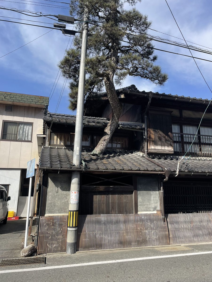 Bluff_Bakery's tweet photo. 喬木村の旧街道沿いで三度見した民家。
松が屋根を貫いている😳
#民家探訪 https://t.co/H2GwkZ9zr1