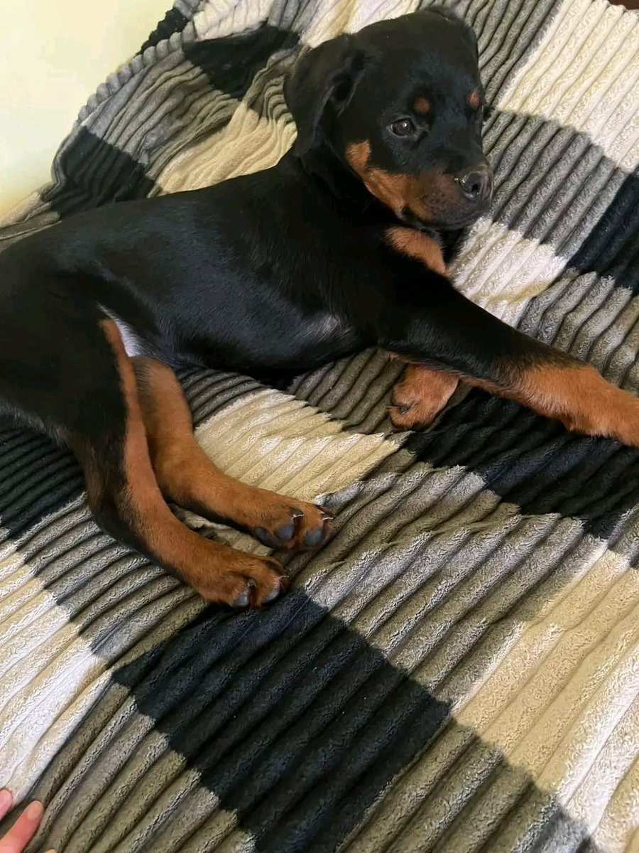 Срочно нужна помощь.  Люди нашли щенка. Ротвейлера Могут подержать только до завтра.  Может кто-то сразу заберёт к себе.  Если нет нужна помощь транспортом.  Забрать дитё с Харьковской и привезти ко мне в приют.  Киев.   0636921934.  Полина