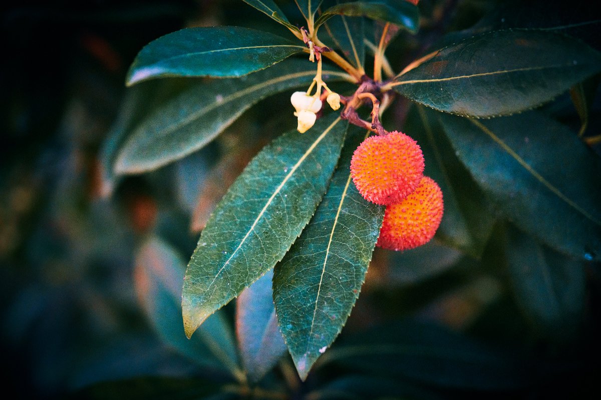 joanlopezphoto's tweet photo. Fleeting Tokens of Vanishing Life
Madrone (Arbutus unedo)
📸 Fujifilm X-T5
📷 Fujinon XF 16-55mm F2.8 R LM WR II
⚙️ Dist. 55 mm - ISO 125 - f/2.8 - Shutter 1/800
📍Parc del Guinardó, el Guinardó, Horta-Guinardó, Barcelona
#nature #photography #arbutus #ArbutusUnedo #madrone https://t.co/55VHFOzVEG