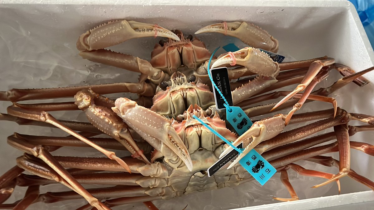 くまカニ カニ🦀さん元気で、到着しました チョキをたくさん動かして 冷蔵庫には