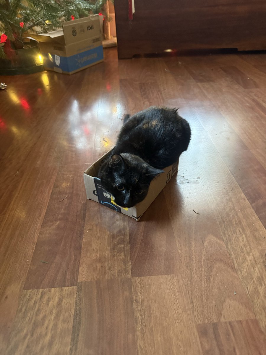 BSharp6669's tweet photo. Most people know that Hermit Crabs must have the perfect size shell.  

But most people don’t know that Cats are not like Hermit Crabs! https://t.co/EREacVDo3n