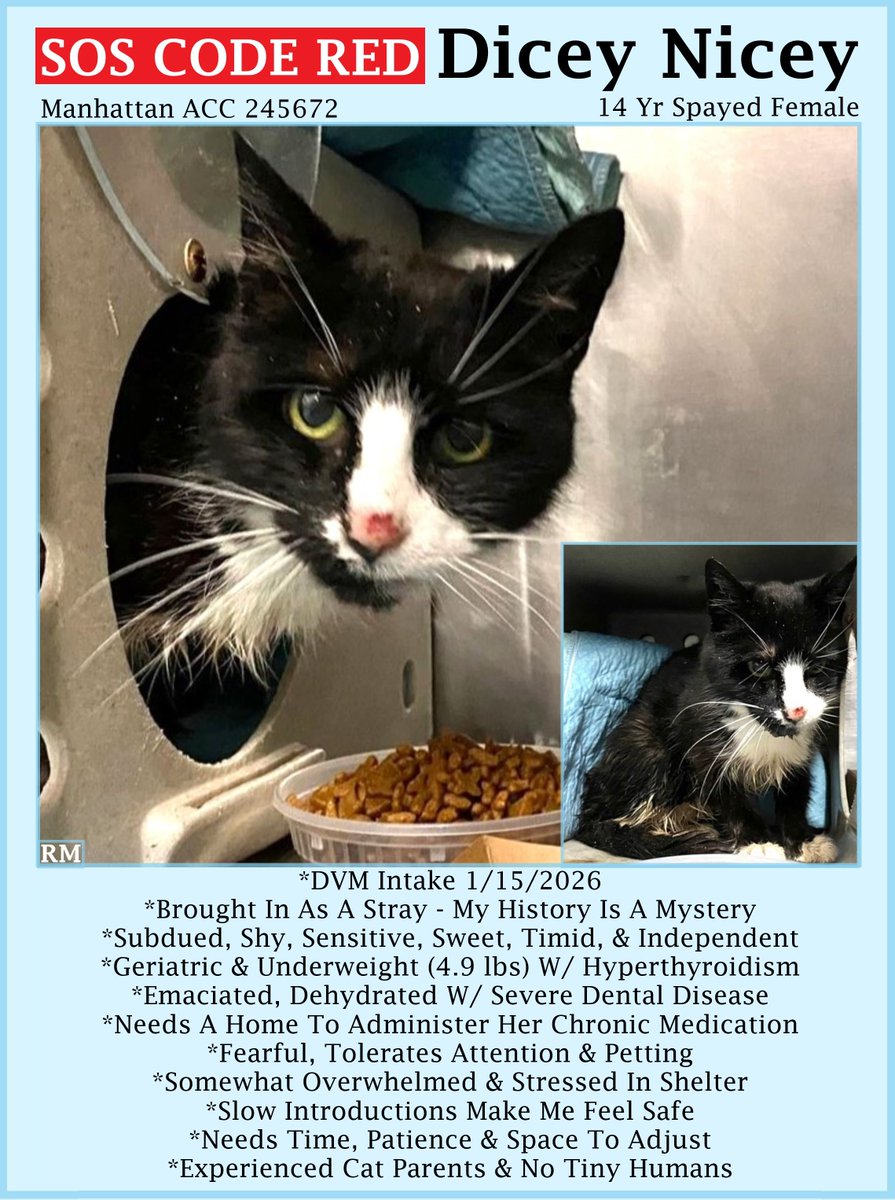 sachikoko's tweet image. 🆘CODE RED🆘TBK TUE 1/20/26🆘🙏🏾PLEASE SHARE🆘
🙏🏾PLEASE  #PLEDGE 2 SAVE MY LIFE
💝Sweet 14YO #Senior Black &amp;amp; White Kitty "DICEY NICEY"💝
😿💔Came In As Stray, Underweight W/ Hyperthyroidism
🚨Needs #Adoption #Rescue #Foster🚨
⏩245672 facebook.com/photo/?fbid=12…
#Manhattan #NYCACC