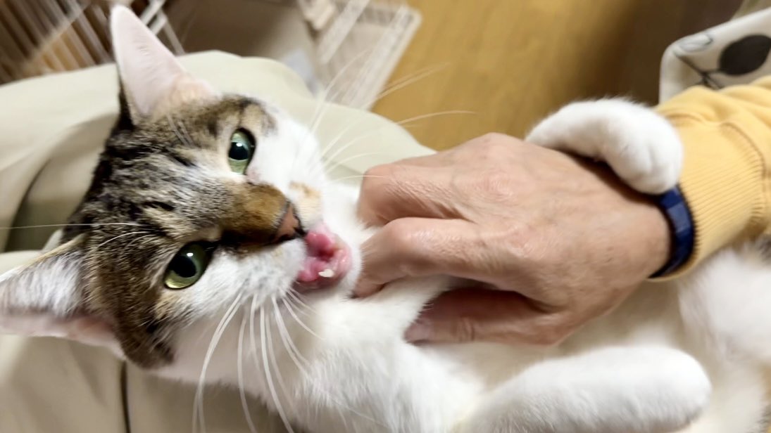 ダミ声天使こーちゃんはおかみの手を欲する youtu.be/pFiUqxJClMc?si… <a href="/YouTube/">YouTube</a>より