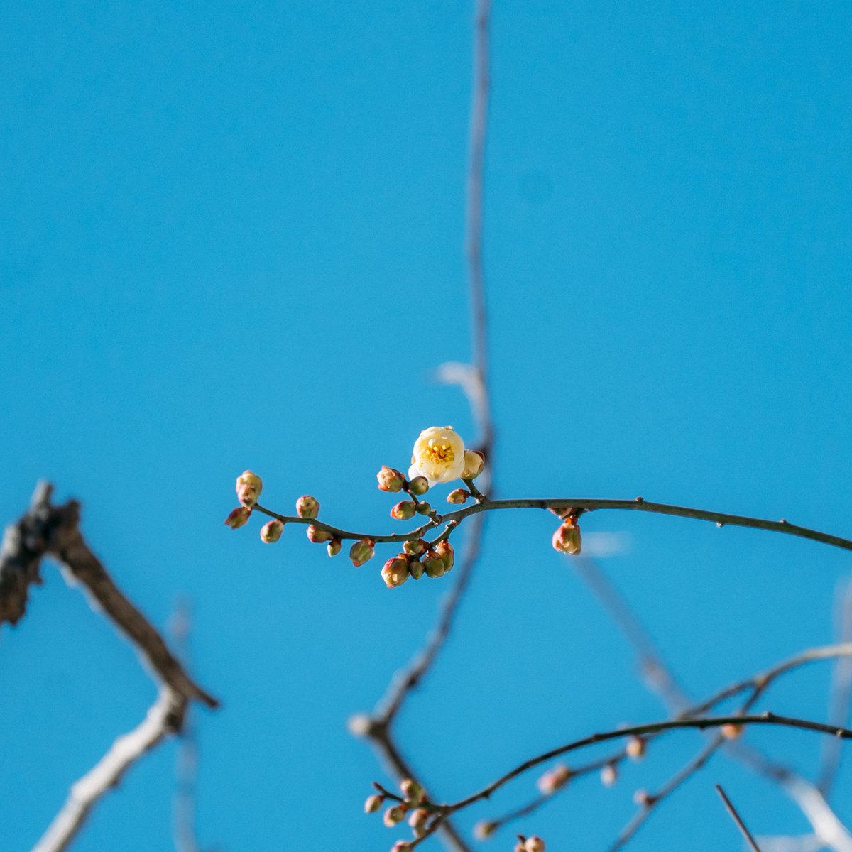 ひつじ雲のかぜ☁️🐑⛅️言葉の素敵とどけたい (@HitujigumoW