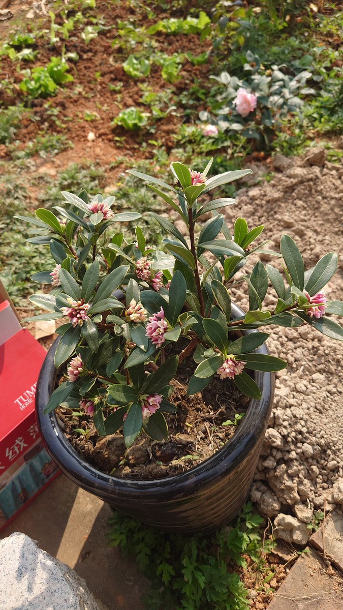 jack2panda's tweet image. 前同事在家門口種了幾棵花果，如果換了我，肯定種很多拿去賣，奈何人家選擇躺平（負債累累，還沒工作）