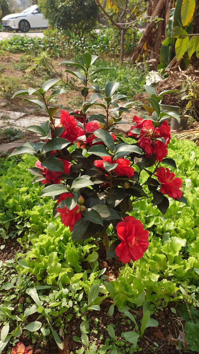 jack2panda's tweet image. 前同事在家門口種了幾棵花果，如果換了我，肯定種很多拿去賣，奈何人家選擇躺平（負債累累，還沒工作）