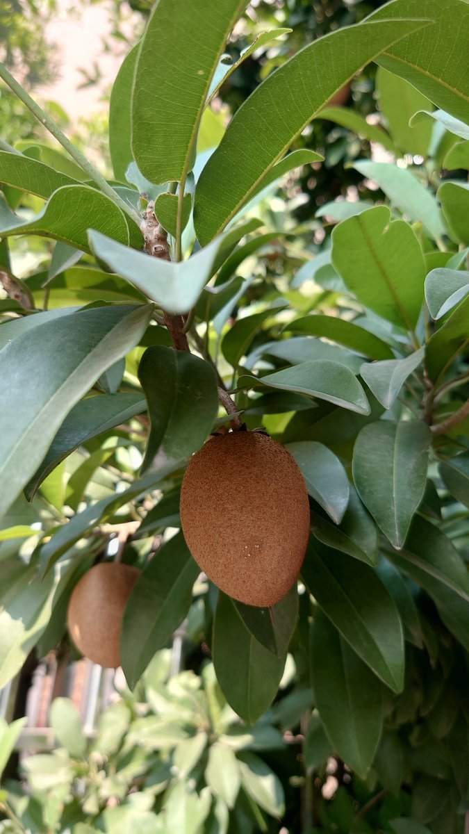 jack2panda's tweet image. 前同事在家門口種了幾棵花果，如果換了我，肯定種很多拿去賣，奈何人家選擇躺平（負債累累，還沒工作）