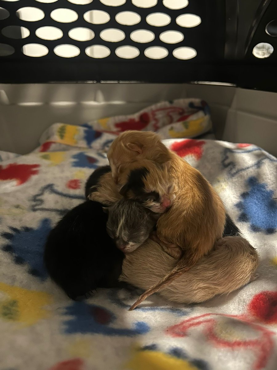 redbicheraof's tweet image. 🐾💔 RESCATE EN TALA — UNA MAMÁ Y 5 VIDAS QUE EMPIEZAN 💔🐾
Recibimos un pedido de ayuda por una gata y sus 5 cachorros, que estaban tirados dentro de un galpón en Tala.
Por el contexto, creemos que la mamá fue abandonada estando embarazada