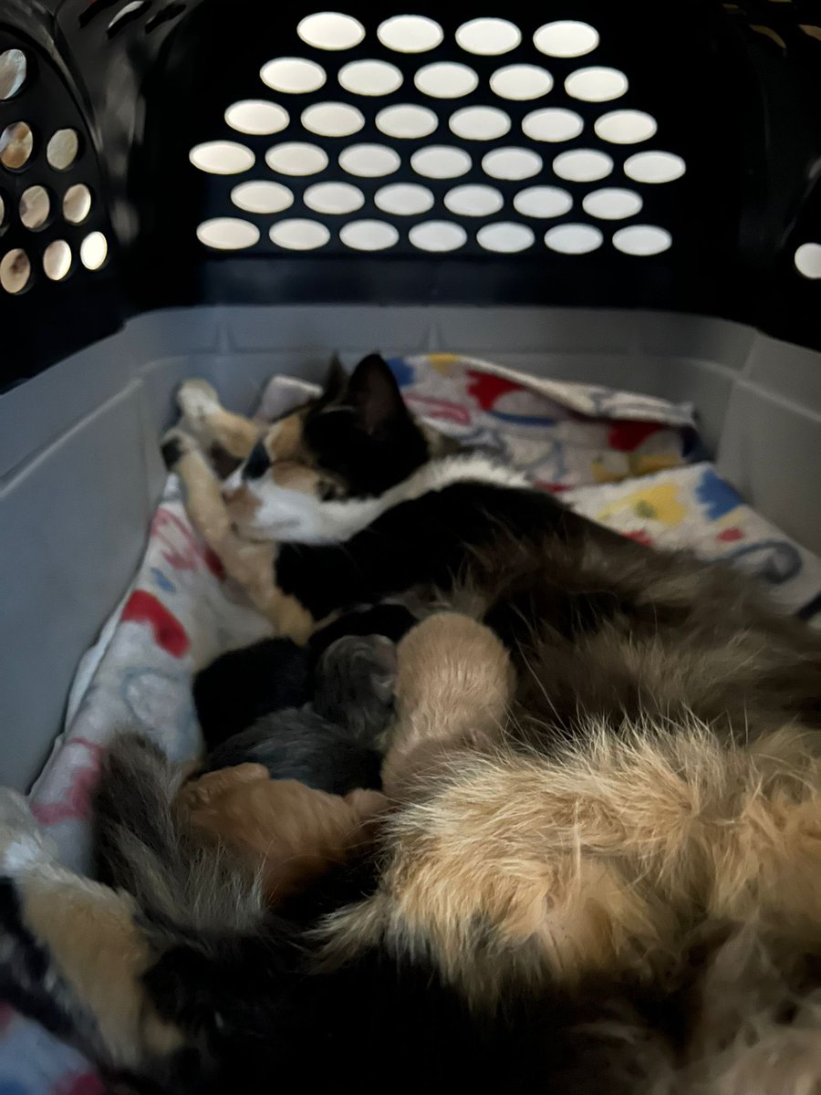 redbicheraof's tweet image. 🐾💔 RESCATE EN TALA — UNA MAMÁ Y 5 VIDAS QUE EMPIEZAN 💔🐾
Recibimos un pedido de ayuda por una gata y sus 5 cachorros, que estaban tirados dentro de un galpón en Tala.
Por el contexto, creemos que la mamá fue abandonada estando embarazada