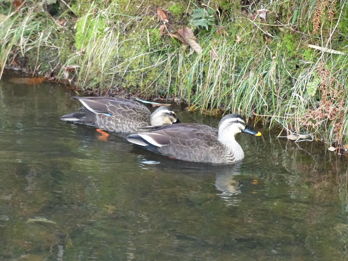 薄暗く寒いですが色々な花が咲き始めてきた白石城です
歴史探訪ミュージアムでは本日より修繕工事が行われます
工事期間中は1階の売店とレストランが臨時休業となりますのでお気を付けください～💦